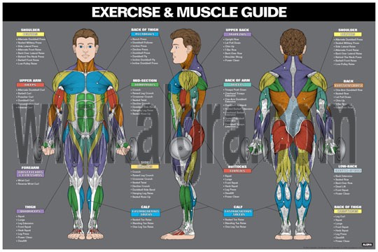 Male Exercise & Muscle Guide Poster 2017