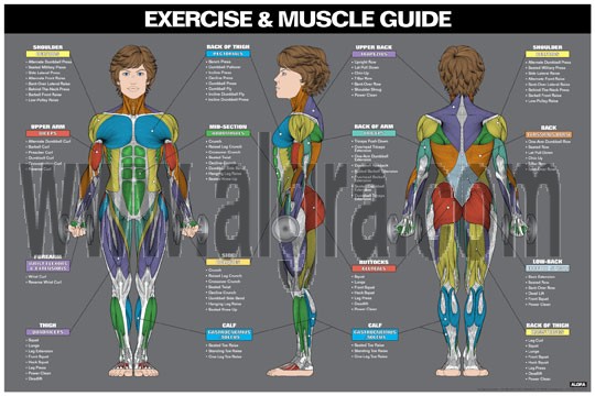 Female Exercise & Muscle Guide Poster 2017