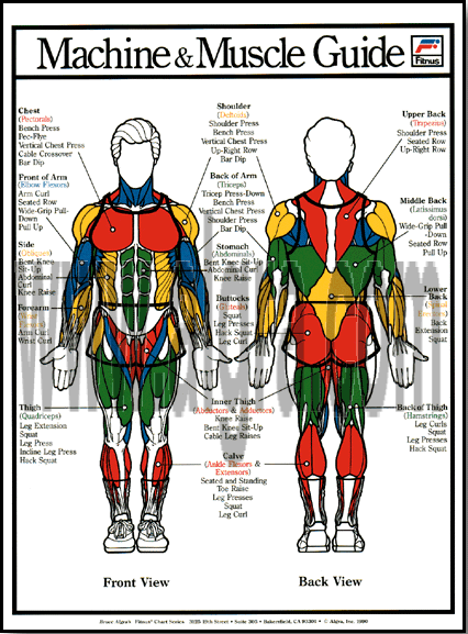 Muscle Guide- Male Poster