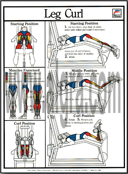 Leg Curl Poster