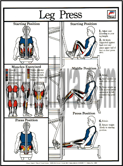 Leg Press Poster