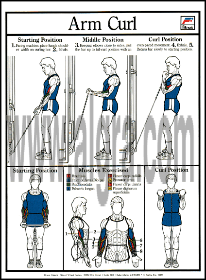 Arm Curl Poster