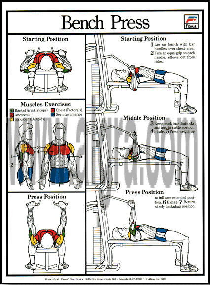 Bench Press Poster