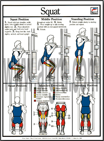 Squat Poster