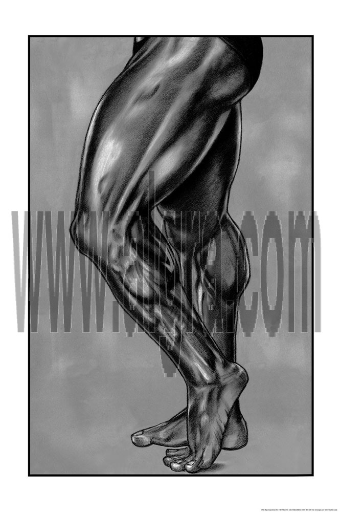 Leg Muscle Poster
