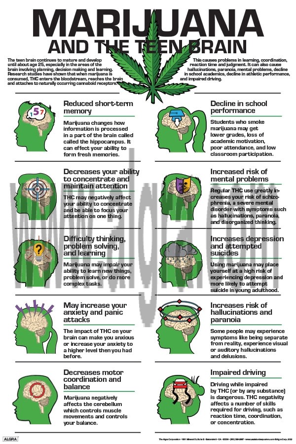 Marijuana and the Teen Brain Poster