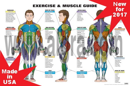 Male Exercise & Muscle Guide Poster 2017 NEW!