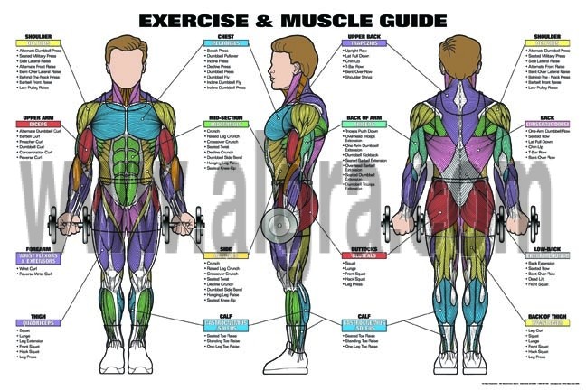 Classic Male Exercise & Muscle Guide Poster 