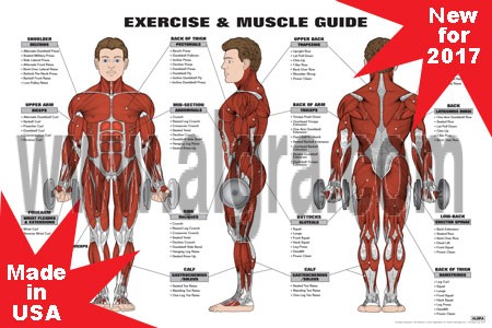 Exercise and muscle guide Male Red