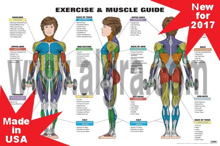 Female Exercise & Muscle Guide Poster
