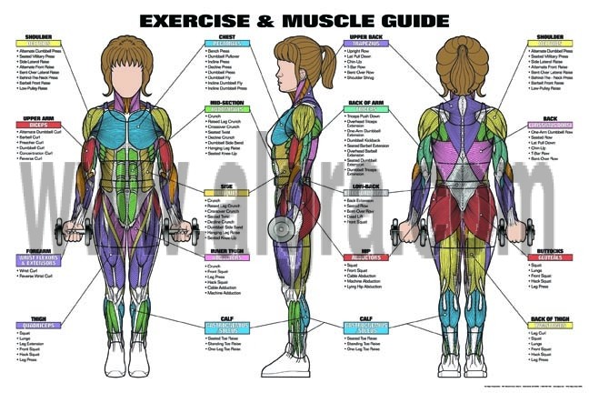 Classic Female Exercise & Muscle Guide Poster 