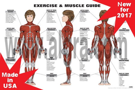 Female Exercise & Muscle Guide Poster 2017 RED