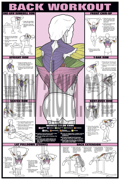 Male Back Workout Poster