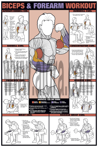 Biceps and Forearm Workout Poster