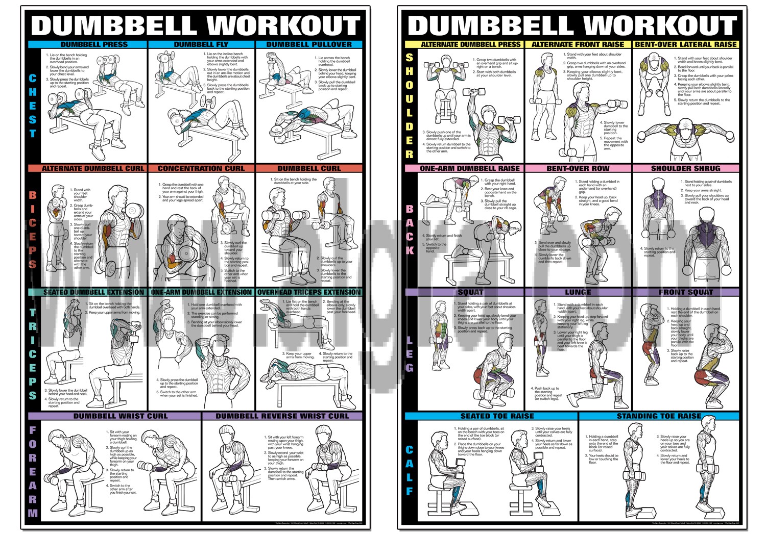 Dumbbell Set Workout Poster