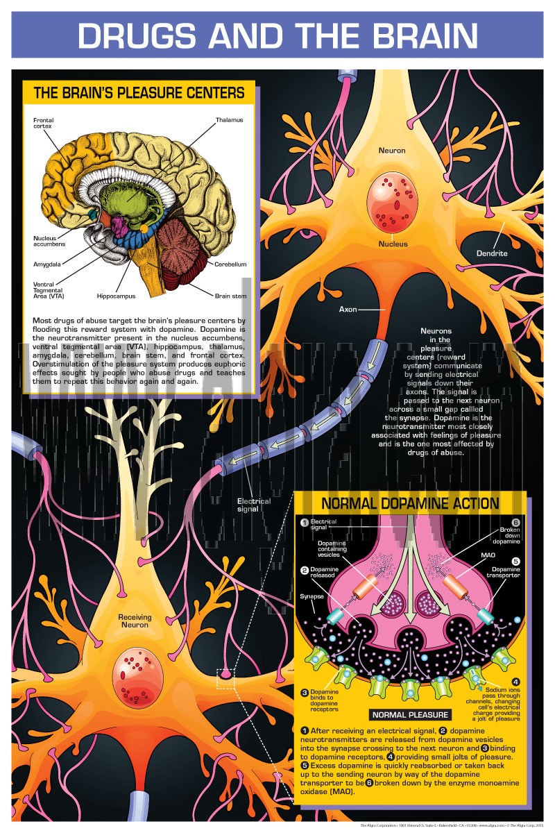 Drugs and the Brain
