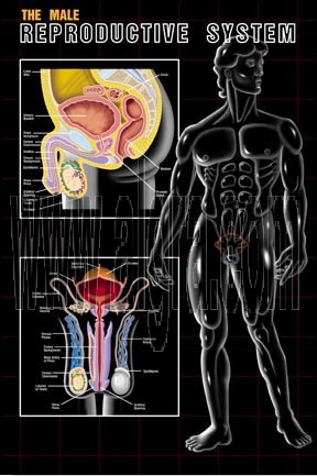 Male Reproductive System Poster