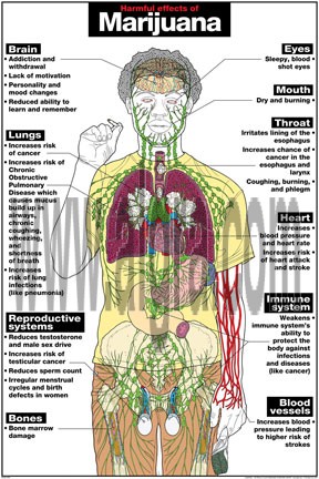 Harmful Effects of Marijuana Poster