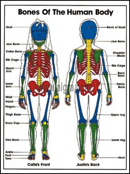 Kids Anatomy Bones Poster By Bruce Algra