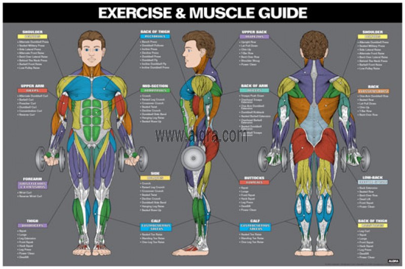 Male Muscle Guide Poster By Bruce Algra