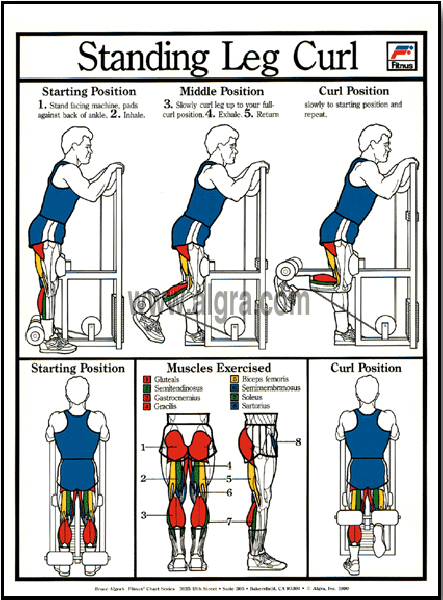 Standing Leg Curl Poster by Bruce Algra