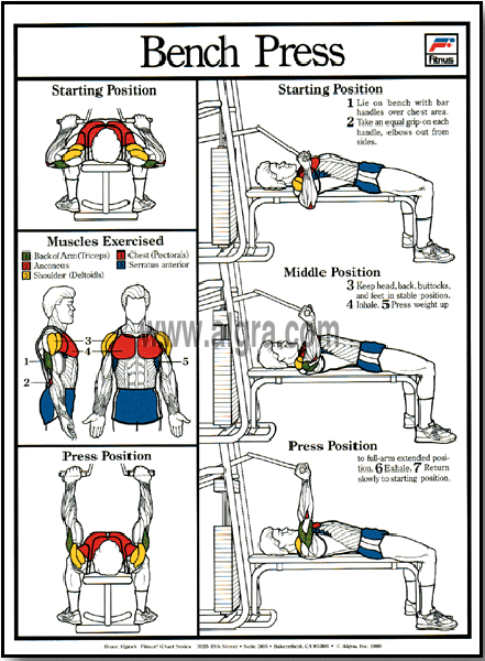 Bench Press Poster by Bruce Algra