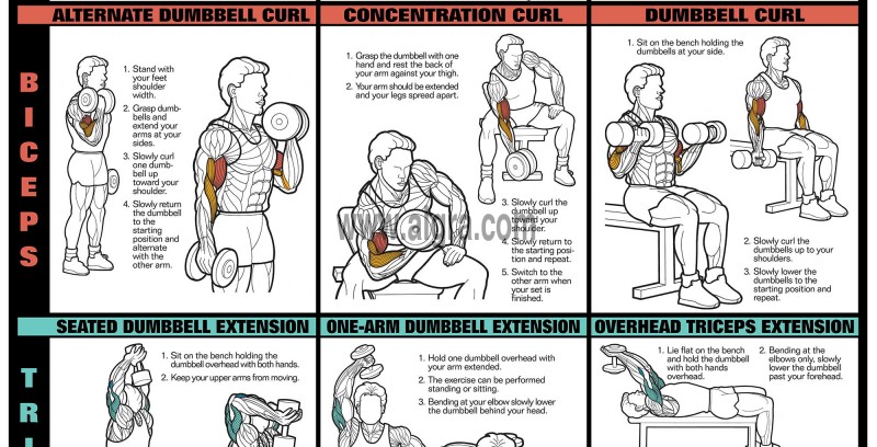 Dumbbell Chest and Arm Workout Poster by Bruce Algra