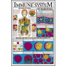 Immune System Poster
