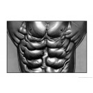 Abdominal Muscle Poster