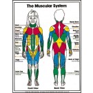 Muscular System Poster