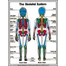 Skeletal System Poster