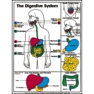Digestive System Poster