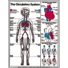 Circulatory System Poster