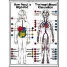 Digestive & Blood Circulation Poster