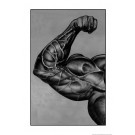 Arm Muscle Poster