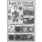 How the Aids Virus Damages the Immune System Study Sheet s