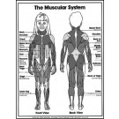 Muscular System Coloring Sheets