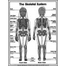 Skeletal System Coloring Sheets