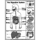 Digestive System Coloring Sheet
