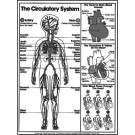 Circulatory System Coloring Sheet