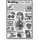 Smoking & Your Health Study Sheets