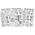 Complete Sexually Transmitted Diseases Study Sheets Series