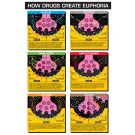 How Drugs Create Euphoria 8 1/2 x 11 Color Transparency