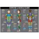 Male Exercise & Muscle Guide Poster 2017