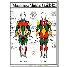 Muscle Guide- Male Poster