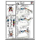 Leg Curl Poster