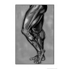 Leg Muscle Poster