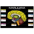 Marijuana and the Brain 8 1/2 x 11 Color Transparency