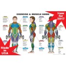Male Exercise & Muscle Guide Poster 2017 NEW!