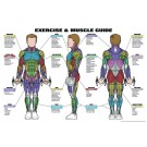 Classic Male Exercise & Muscle Guide Poster 